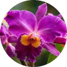 A Cataleya orchid